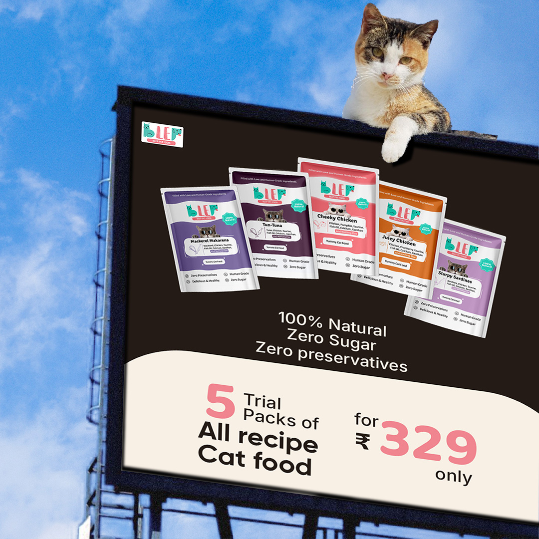 Blep Meta ad: a cat sitting on top of a billboard advertising its own food, five trial packs for ₹329